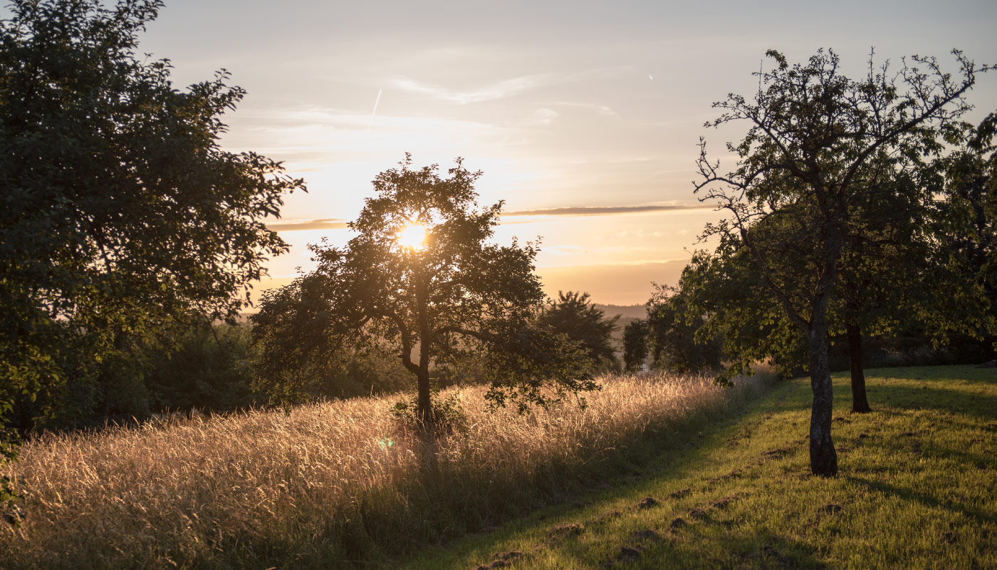 Sonnenuntergang über Wiese mit Bäumen und leuchtendem Gras